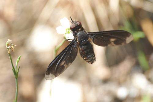 Heteralonia megerlei